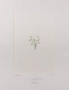 Ranunculus acaulis (Ranunculaceae) - Placa 403, Banks