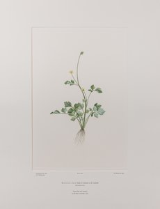 Ranunculus hirtus (Ranunculaceae) - Placa 404, Banks
