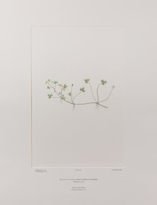 Ranunculus rivularis (Ranunculaceae) - Placa 405, Banks
