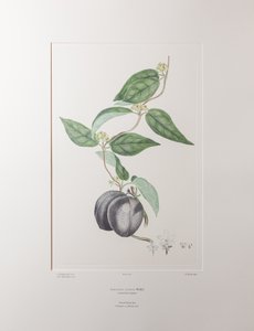 Sarcolobus globosus subsp. globosus (Asclepiadaceae) - Placa 372, Banks