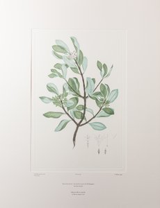 Schyphiphora hydrophyllacea (Rubiaceae) - Placa 148, Banks