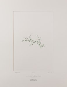 Stellaria parviflora (Caryophyllaceae) - Placa 415, Banks