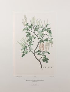 Weinmannia sylvicola (Cunoniaceae) - Placa 436, Banks