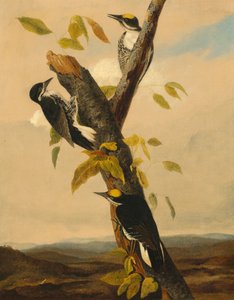 Pica-pau de três dedos preto, 18311833.