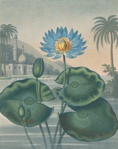 O Nenúfar Azul Egípcio, 11 de Setembro de 1804.