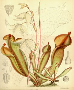 probabilidades Heliampliora. 1890