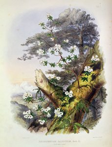 Rododendro: Dalhousie, tirado de &39;Rhododendrons of the Sikkim Himalaya&39;, impresso por Reeve Benham und Reeve, 1849-50 (litografia a cores)