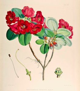 Rododendro thomsonii, 1895