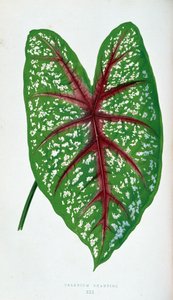 Folha de Chantini Caladium. Tabuleiro botânico em “” Plantas com folhagens coloridas.
