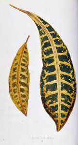 Variegata de folhas de croton. Quadro botânico em "Plantas com folhagem colorida". Colecção das espécies mais notáveis utilizadas para decorar jardins, estufas e apartamentos, por Edward Joseph Lowe e W. Howard, membros da Sociedade de Horticultura de Lond