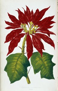 Flor e folhas de Poinsettia Pulcherrima. Tabuleiro botânico em “” Plantas com folhagens coloridas. Coleção das espécies mais notáveis usadas para decorar jardins, estufas e apartamentos, por Edward Joseph Lowe e W. Howard, membros do London Hort