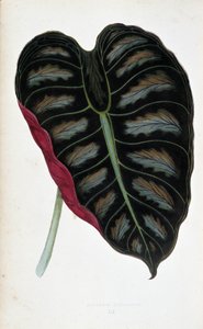 Folha de Alocasia metallica. Tábua botânica em "Plantas com folhagem colorida. Colecção das espécies mais notáveis utilizadas para decorar jardins, estufas e apartamentos, por Edward Joseph Lowe e W. Howard, membros da Sociedade de Horticultura de Londres.