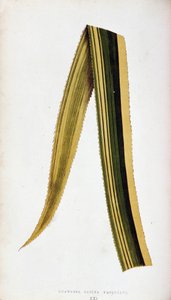 Folha de Ananassa Sativa Variegata. Prancha botânica em “" As plantas de folhagem colorida.