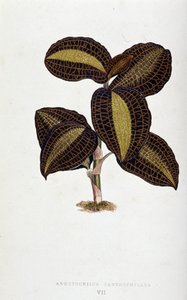 Folha de Anoectochilus Xantophyllus. Tábua botânica em "Plantas com folhagem colorida.
