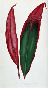 Folha de Dracaena ferrea versicolor. Tábua botânica em "Plantas com folhagem colorida.