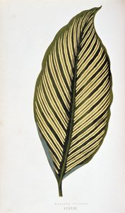 Folha de Maranta Vittata. Tabuleiro botânico em “” Plantas com folhagens coloridas. Coleção das espécies mais notáveis usadas para decorar jardins, estufas e apartamentos, por Edward Joseph Lowe e W. Howard, membros da Sociedade de Horticultura de Londres.