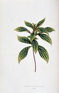 Folha de Sonerila margaritacea. Tabuleiro botânico em “” Plantas com folhagens coloridas. Coleção das espécies mais notáveis usadas para decorar jardins, estufas e apartamentos, por Edward Joseph Lowe e W. Howard, membros da London Horticulture Socie