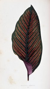 Megalis folha de maranta. Tabuleiro botânico em “” Plantas com folhagens coloridas.
