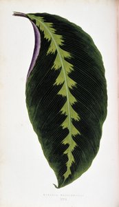 Maranta leaf warscewiczil. Quadro botânico em "Plantas com folhagem colorida".