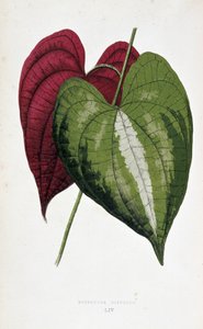 Folhas de inhame em 2 cores (Dioscorea discolor). Tábua botânica em "Plantas com folhagem colorida". Colecção das espécies mais notáveis utilizadas para decorar jardins, estufas e apartamentos, por Edward Joseph Lowe e W. Howard, membros do London Hort