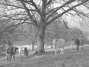 Um grupo de vacas num campo com um lago em fundo de Joseph Hardman