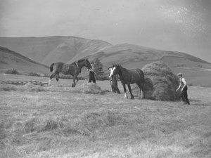 Dois cavalos a puxar trenós de Joseph Hardman