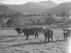 Vacas jovens num campo com o lago e as montanhas em fundo de Joseph Hardman