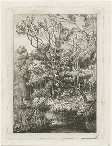 vista da floresta