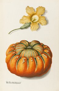 Courgette e uma abóbora (caneta e tinta com wc e bodycolour no papel)