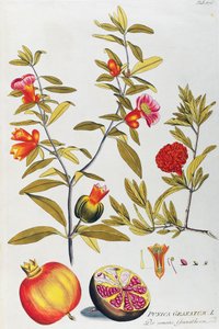 Pomegranate (Punica granatum) de Joseph Jacob von Plenck (1735-1807), de Icones plantarum medicinalium, Viena