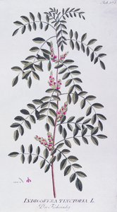 Verdadeiro índigo (Indigofera tinctoria) por Joseph Jacob von Plenck (1735-1807), de Icones plantarum medicinalium, Viena