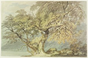 Uma Grande Árvore, c.1796 (wc sobre grafite sobre papel) de Joseph Mallord William Turner
