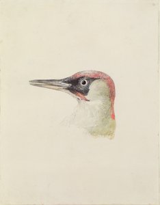 Pica-pau, de The Farnley Book of Birds, c.1816 (lápis e aguarela sobre papel) de Joseph Mallord William Turner