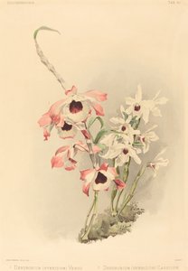 Dendrobium Hybridium Venus e Dendrobium Hybridium Cassiope.