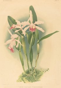 Laelia Elegans Schilleriana de Joseph Mansell after Henry George Moon