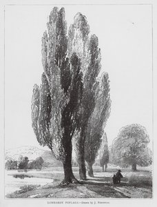 Choupos da Lombardia (litografia)