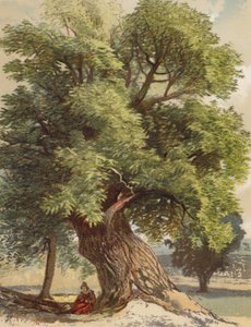 Old Chestnut (litografia a cores)