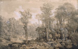 floresta australiana