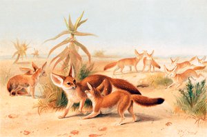 Fenecos africanos