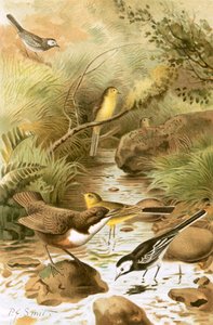 Dipper, Wagtail Pied e Wagtail Amarelo