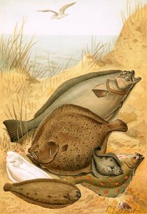 Peixe liso