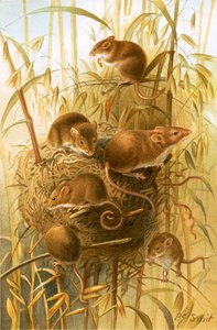 Rato de Colheita