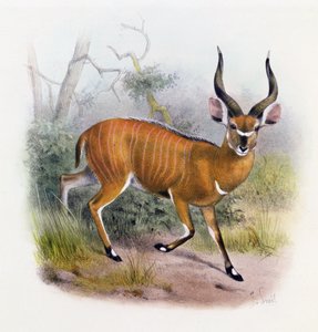 O Antílope Com Chifre Largo, de &39;O Livro dos Antílopes&39;,