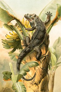 A Iguana Negra