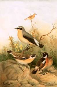 Wheatear, Cartaxo e Whinchat