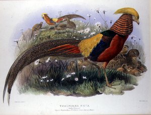 Thaumalea picta (Faisão Dourado) gravada por M. & N. Hanhart de Joseph and Smit J. Wolf