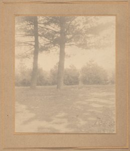 Paisagem com árvores,c. 1900 (foto) de Joseph T. Keiley