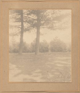 Paisagem com árvores, c. 1900.