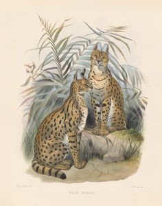  de Joseph Wolf