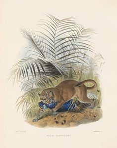  de Joseph Wolf